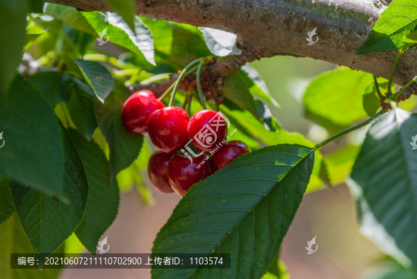 大櫻桃特寫(xiě)