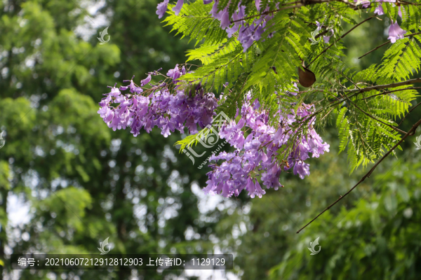 藍花楹