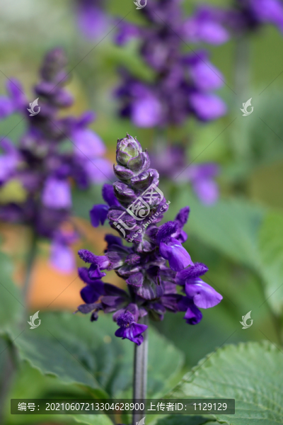 鼠尾草