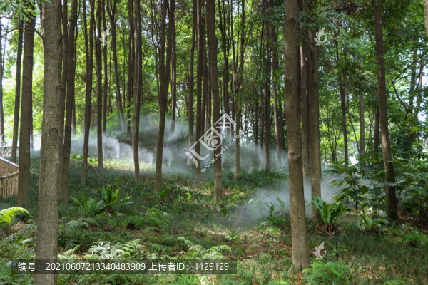 陽光樹林