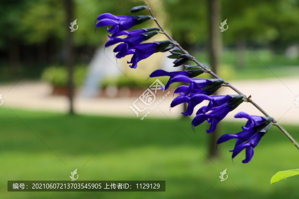 深藍(lán)鼠尾草