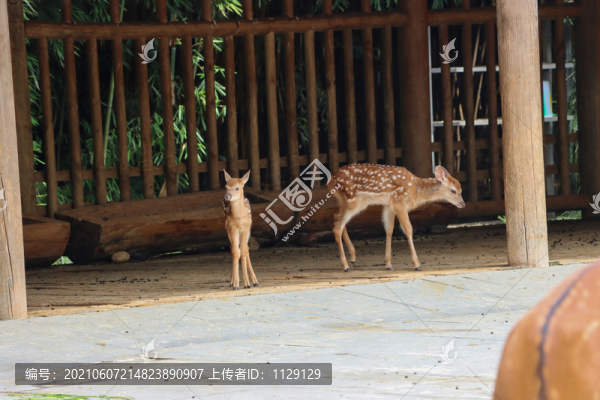 梅花鹿