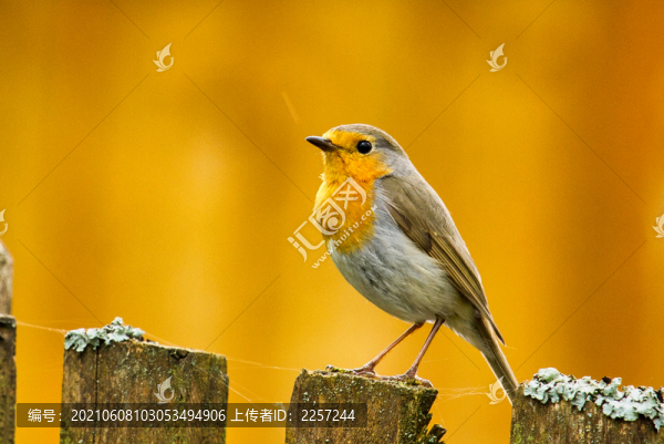 知更鳥