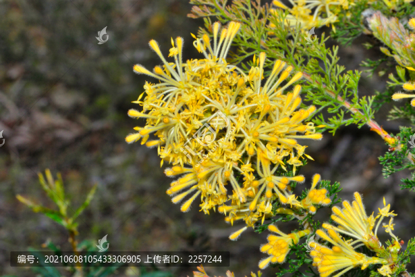蓬子菜