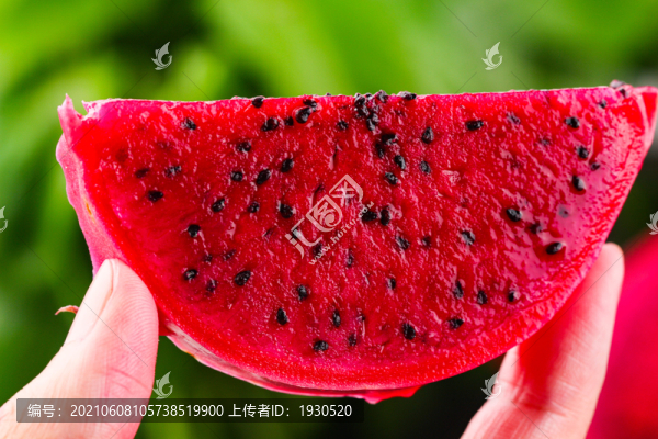 紅心火龍果