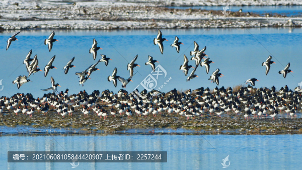 蠣鷸鳥群與候鳥遷徙