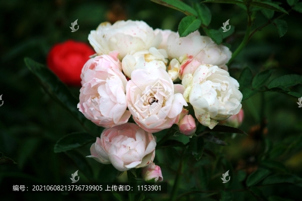 小型月季