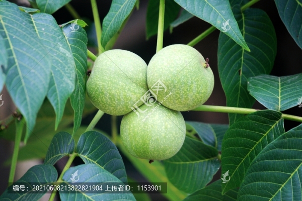 青核桃