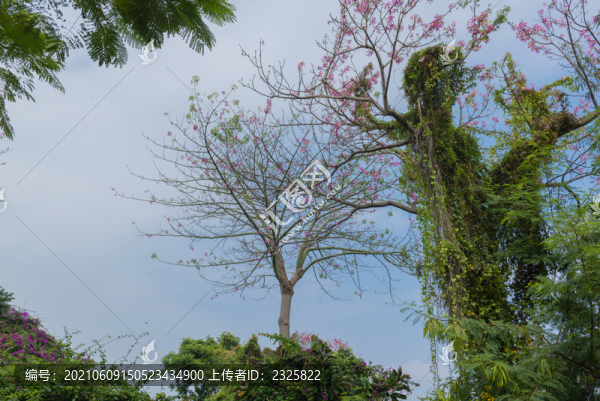 南國(guó)風(fēng)光