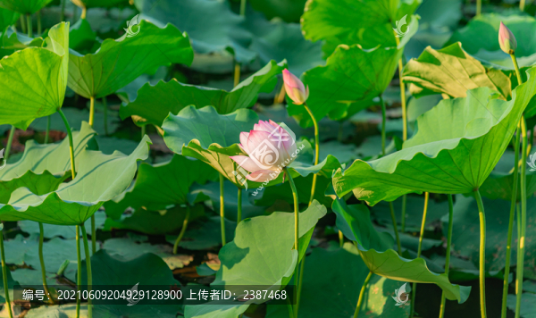 夏季日落的唯美荷花