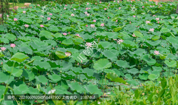 南沙東涌公園唯美荷花池