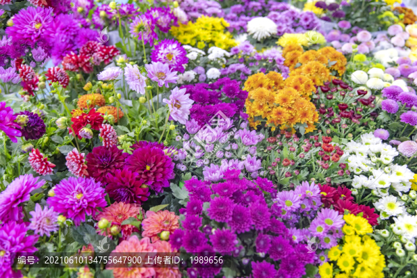 彩色菊花背景墻