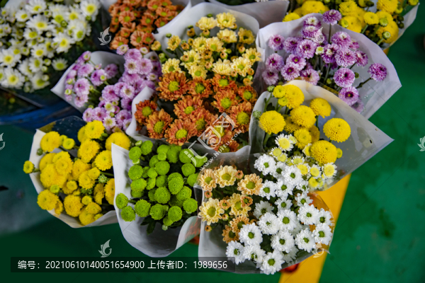 雛菊背景
