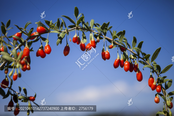 紅枸杞
