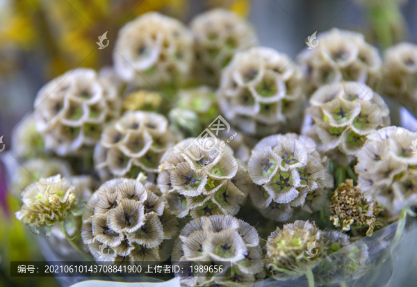 星芒松蟲草