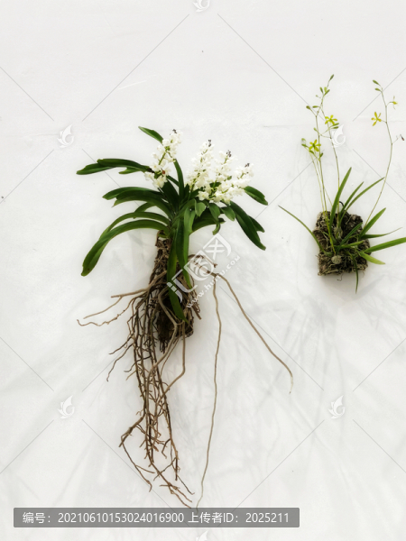 花博會