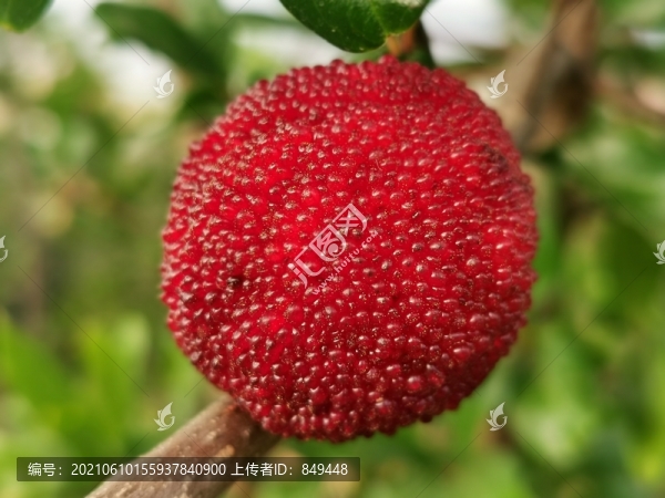 楊梅