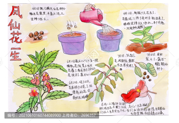 鳳仙花的一生自然筆記