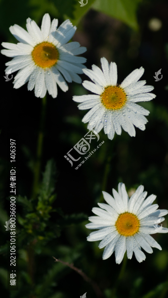 大濱菊