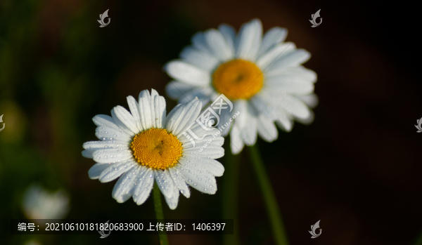 大濱菊