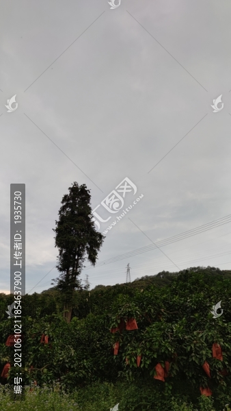 小鳥(niǎo)