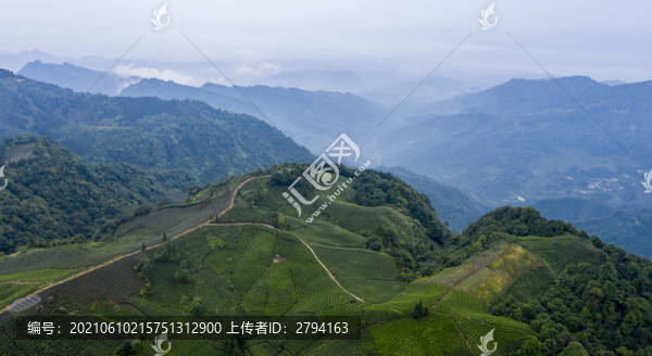 天宮山黃茅硬茶海