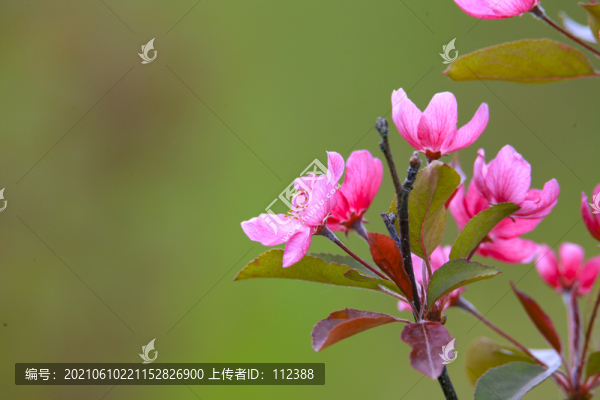 喬木海棠花妖嬈花姿綠葉紅花
