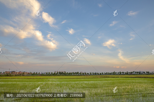 稻田