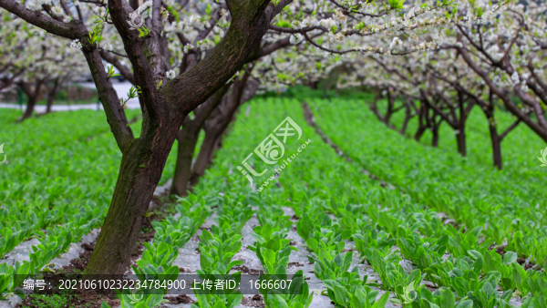 青菜園子