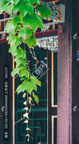 古建筑爬山虎