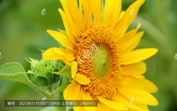 向日葵