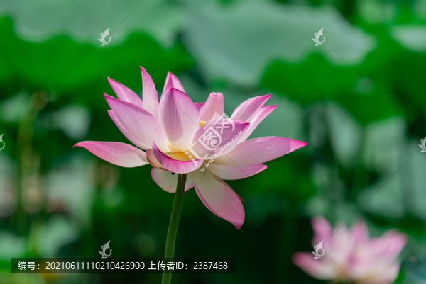 荷花綻放的季節(jié)
