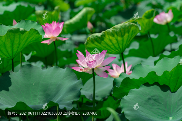 南沙東涌公園荷花池