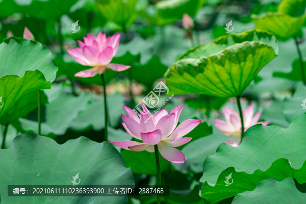 水中芙蓉荷花