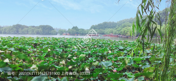 西湖荷花美景