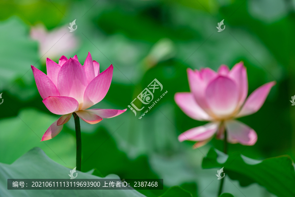 兩朵紅色荷花