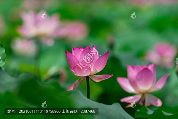 荷花盛開