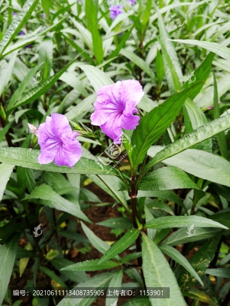 藍(lán)花草
