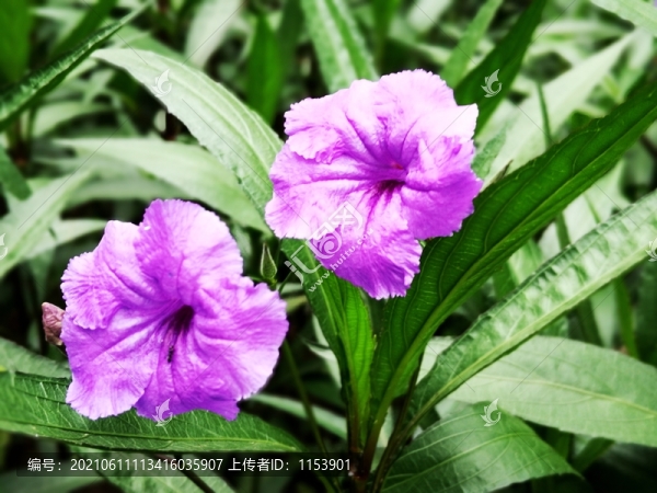 藍(lán)花草