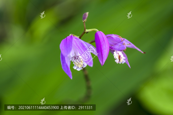 野生藥材白芨