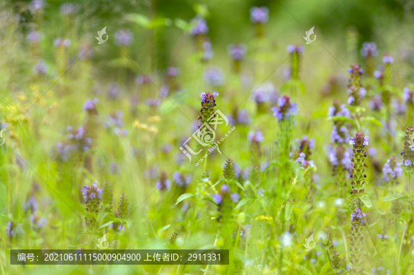 草本中藥材夏枯草