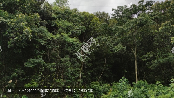 山林