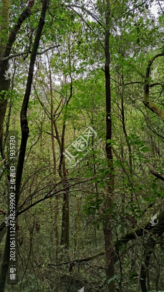 山林
