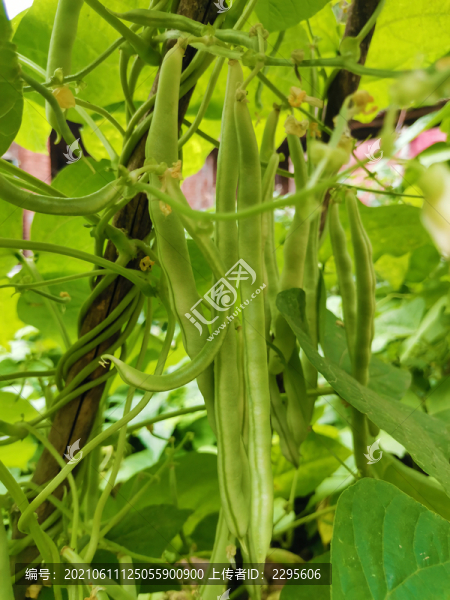 豆角