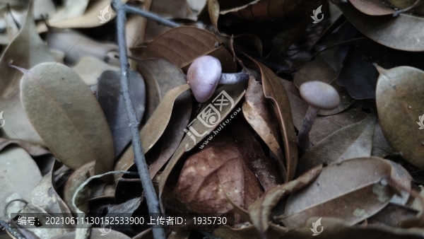 鐵紅色菌