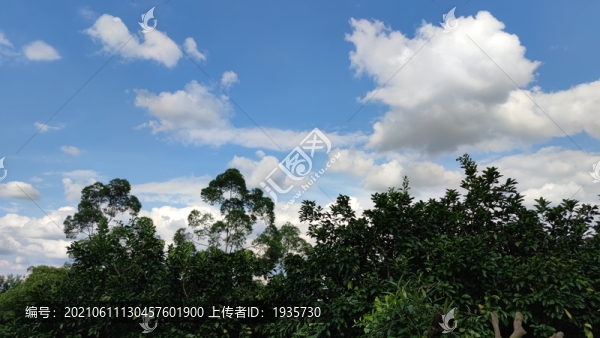 桉樹枝