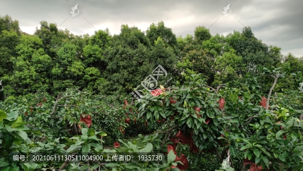 樟樹林