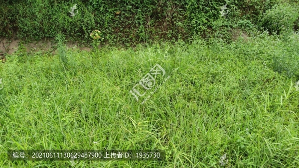 魚塘青草