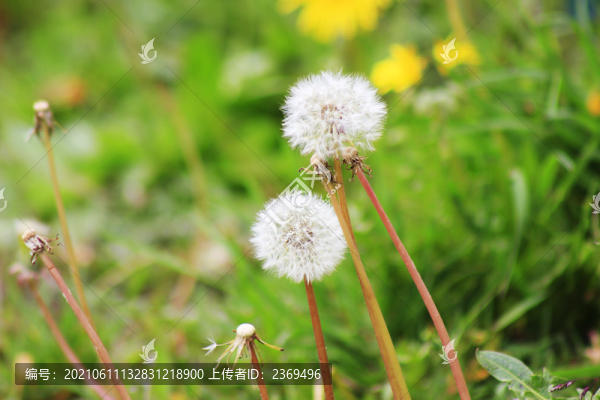 蒲公英