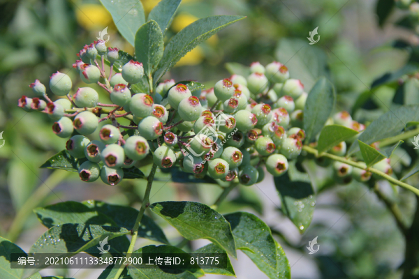 果園鮮果藍(lán)莓